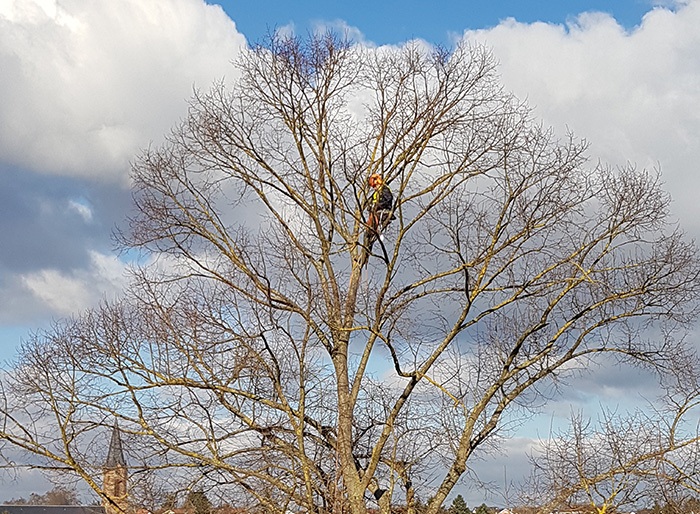 elagueur taille d'arbre