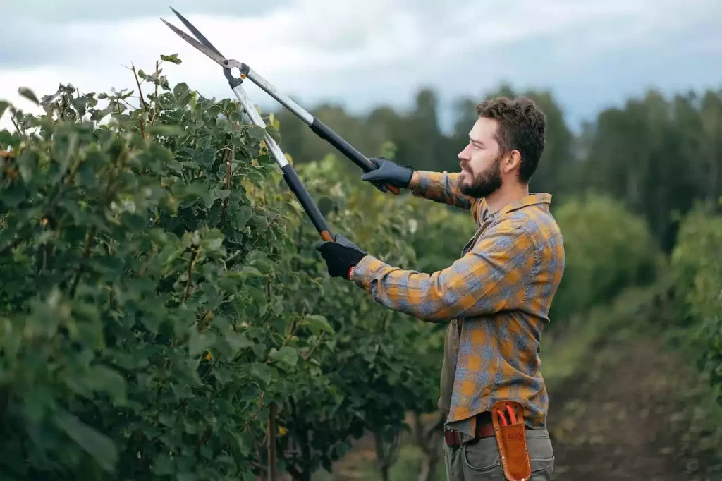 Homme en train de tailler un arbre