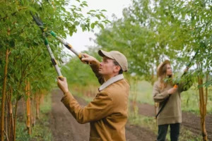 Un homme et une femme en train d'élaguer des arbres