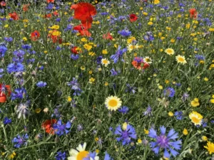 Photo d'un projet de prairie fleurie