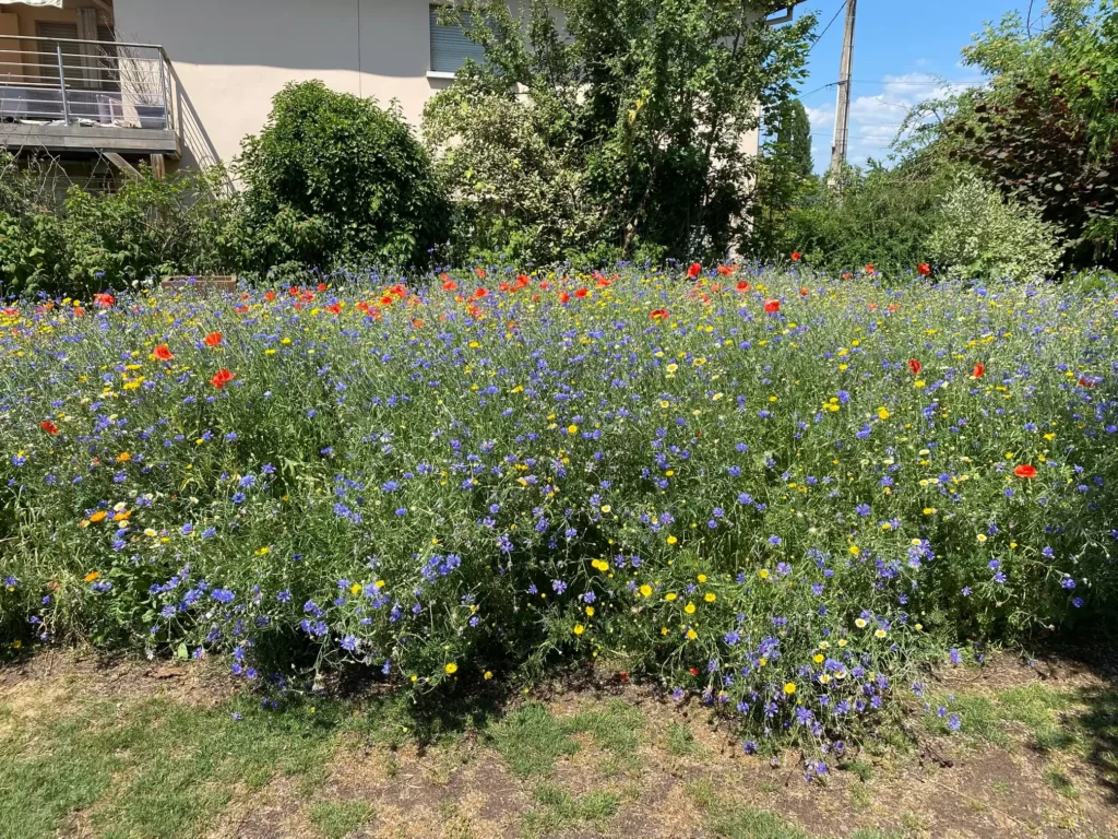 Photo d'un projet de prairie fleurie