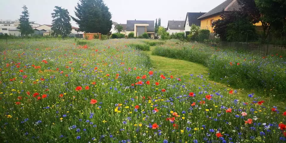 Photo d'un projet de prairie fleurie