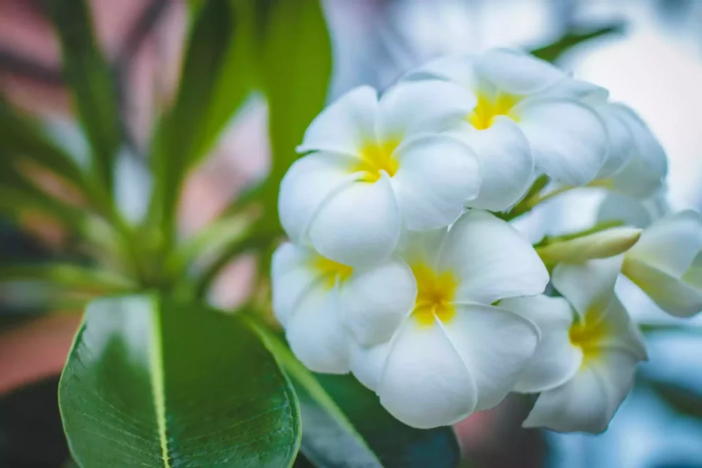 Un groupe de fleurs de frangipanier blanches avec un centre jaune, en gros plan, entourées de feuilles vertes.