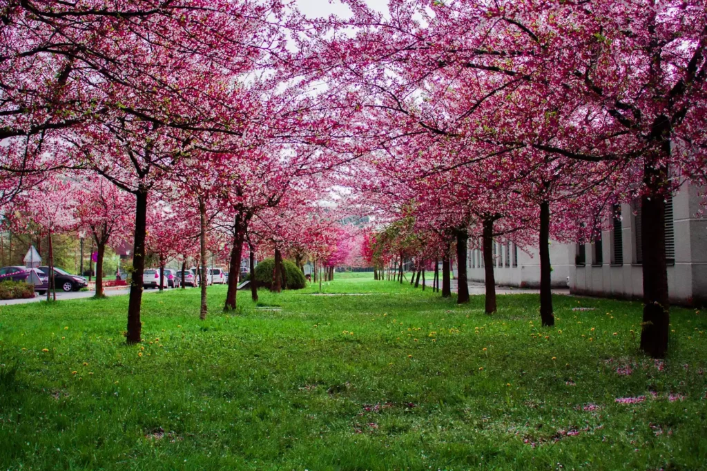 Une allée de cerisiers en fleurs avec des fleurs roses vibrantes sous un ciel nuageux.